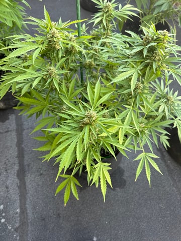 balcony  — flower, day 1