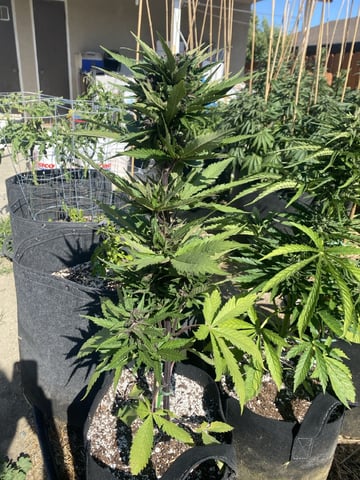 Auto Grow #1 2026
