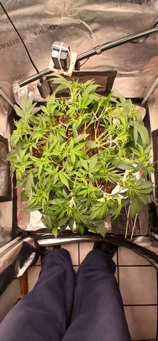 newest ggs setup grow — flower, day 34