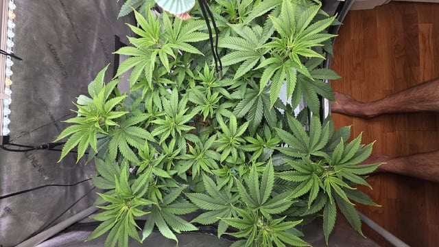 Strawberry Sugar  — vegetative, day 53