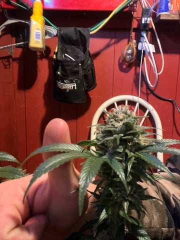 AK Clone — harvest, day 113