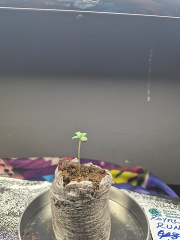I'll get it right — seedling_rooting, day 7