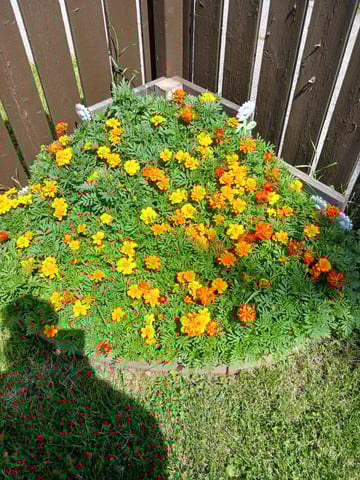 4th grow  — germination, day 6