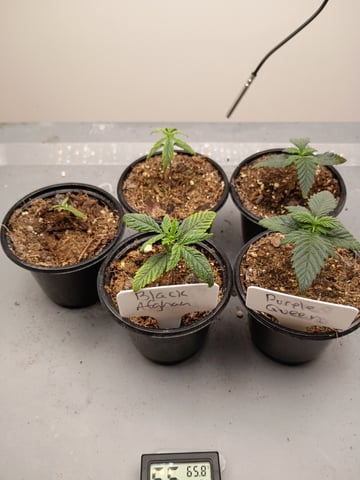 Purple Run — seedling_rooting, day 15