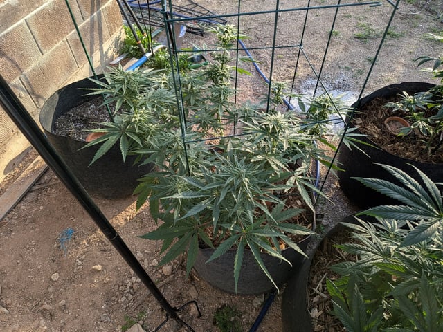 October Start — flower, day 107