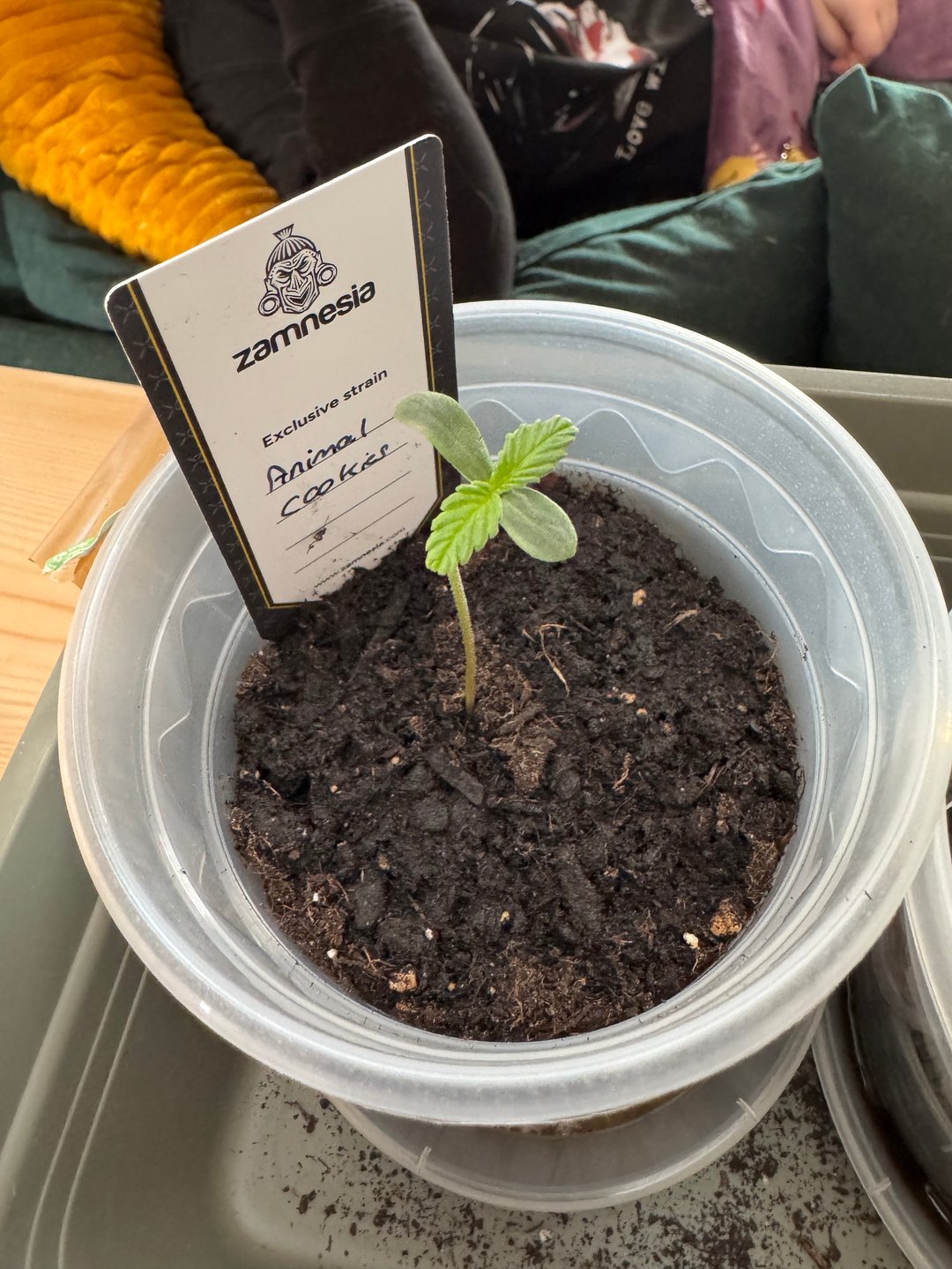 Pineapple Express F1