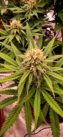 Smooth Nuggies (the future #1 & Pruple widow )