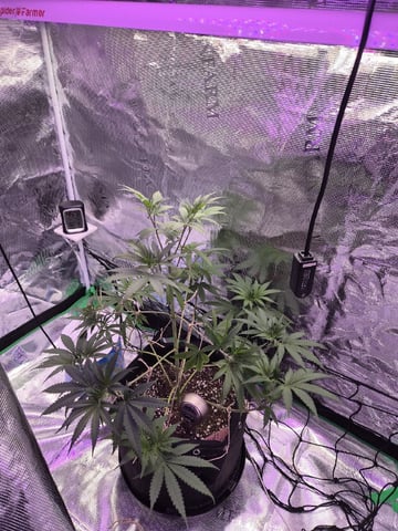 Kalini Asia Auto  — vegetative, day 1