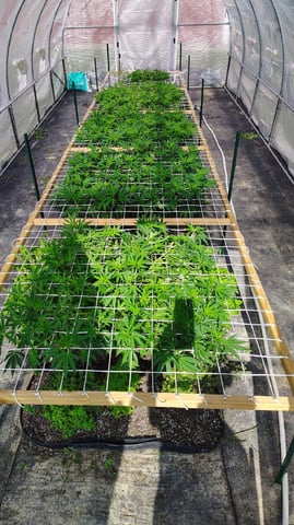 Outdoor 2026 — vegetative, day 32