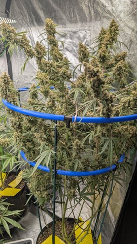 Mixed Grow — flower, day 105