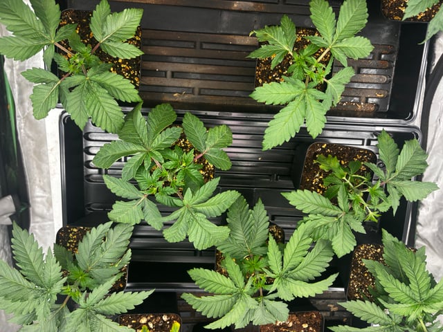 Outdoor Grow — seedling_rooting, day 20