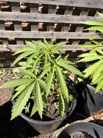 Muliflex — vegetative, day 48