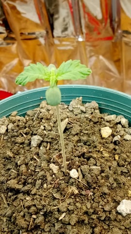 Jack hearer/Jack the ripper? — seedling_rooting, day 9