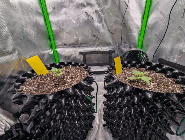 Titan F1 grow  — vegetative, day 15