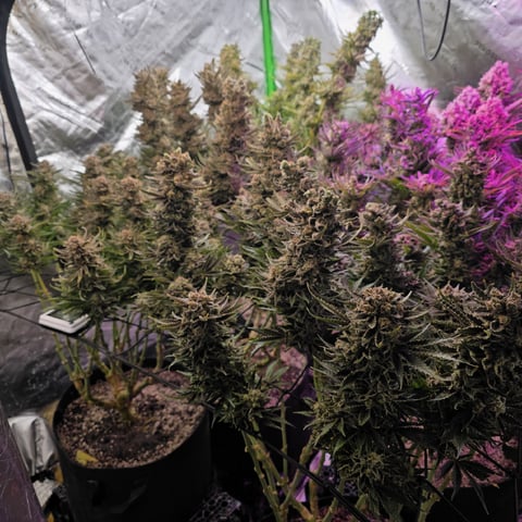 Hazy Daze — flower, day 120