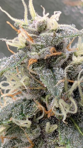Strawberry Cheesecake Seedsman Seeds Autoflowers x2 — flower, day 79