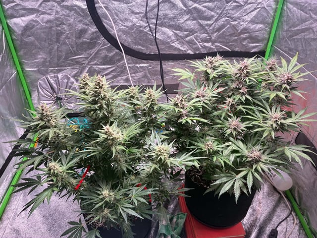 Banana Purple Punch Auto — flower, day 57