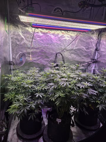 4 strains in 1 tent