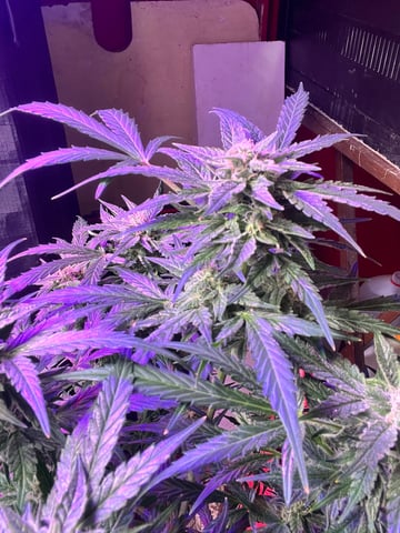 easy bud auto & nothern lights auto — flower, day 63