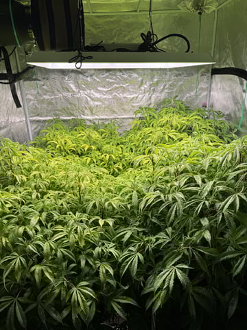 5x5 — flower, day 25