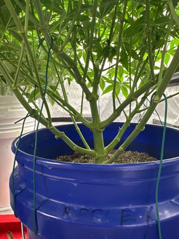 Grow#2 — flower, day 48