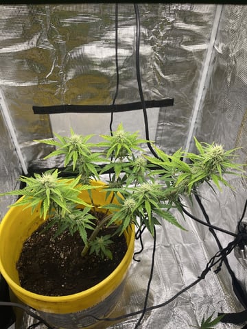 Wedding Cake Auto — flower, day 26