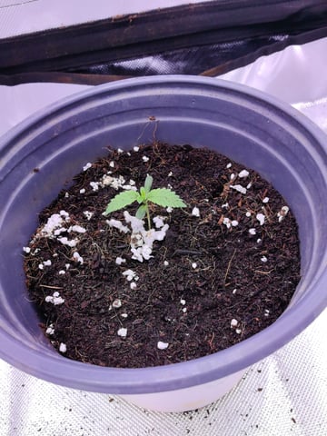 First grow in first set up — seedling_rooting, day 21