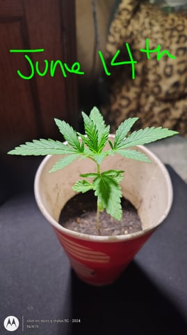 Miracle Murray  — grow_setup, day 55