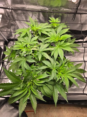 Northern lights #10 (Alaska) — flower, day 36