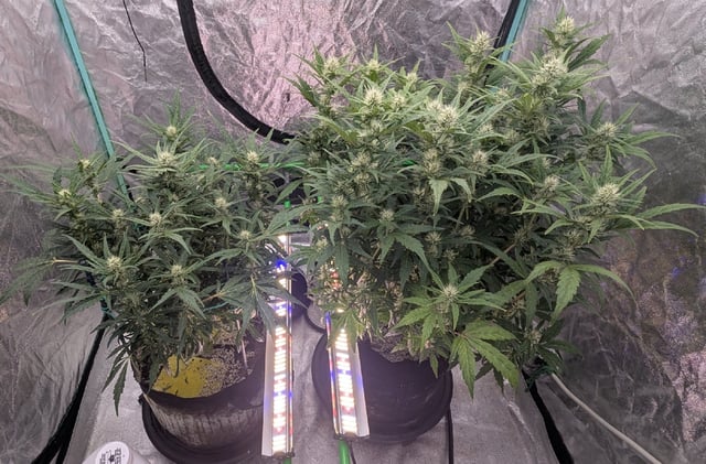 Perpetual Autoflower Mixed Grow #3 — flower, day 103