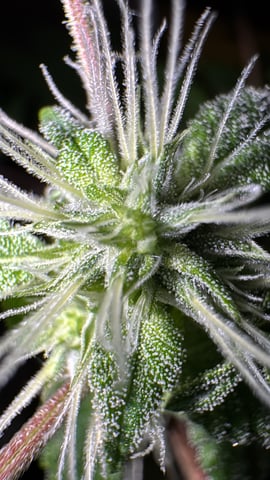 OG Kush — flower, day 88