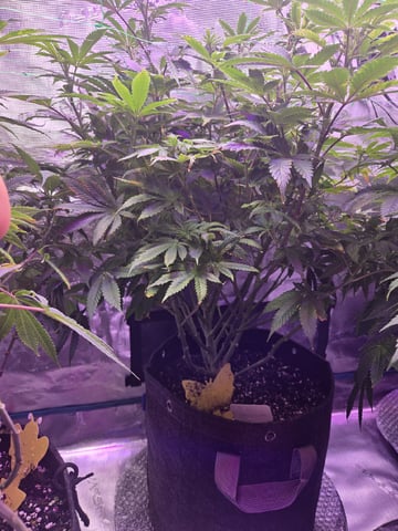 4 strains in 1 tent — flower, day 69