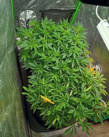 Purple Plum Perfect 💜 & 2 Grape Runtz 🍇 Mainlining garden.  — vegetative, day 160