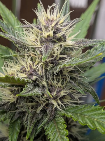 Mendo Frost / Gorilla Cookie / Banana Purple Punch 