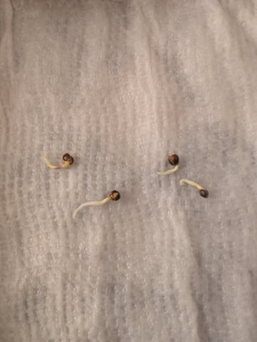 Acapulco Gold  — germination, day 4