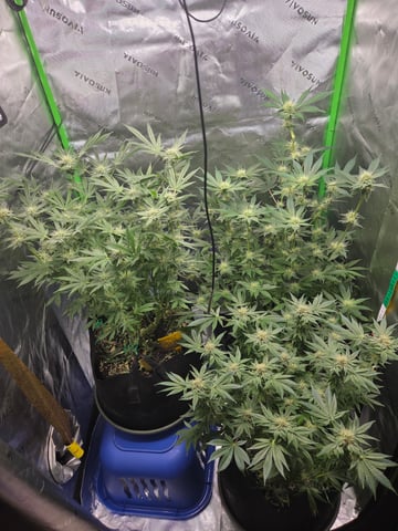 Special Queen 1 Fem+ Watermelon Auto — flower, day 83