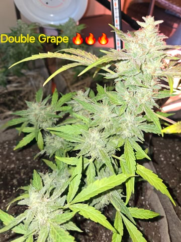 Outdoor Auto's (2nd set) — flower, day 49