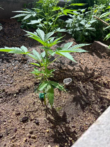 new seeds grow #2 — vegetative, day 42