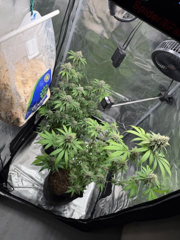  Trying to go big — flower, day 125