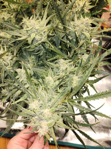 Autoflower grow. my first grow  — flower, day 82