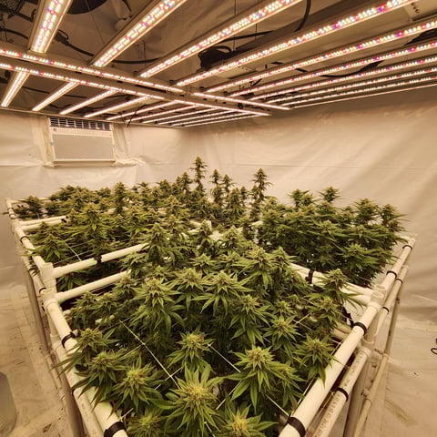 true genetics  — flower, day 27