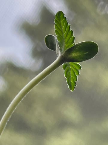 may 6th plants  — seedling_rooting, day 1