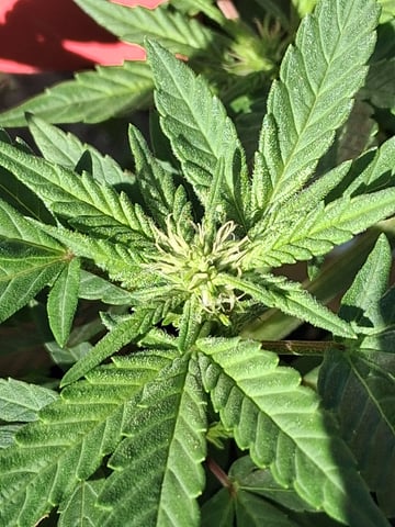 Crimson Haze — flower, day 5