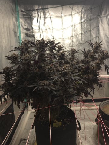 Granny Candy and PLCG