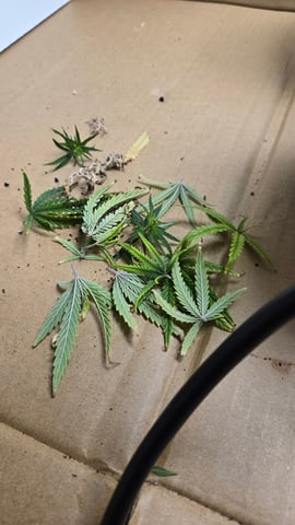 Blue Dream Clones — vegetative, day 4