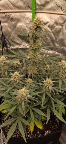 first grow — flower, day 25