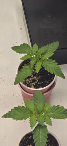 Maple Nectar  — seedling_rooting, day 16