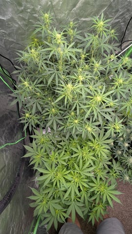 Strawberry Cheesecake Seedsman Seeds Autoflowers x2 — flower, day 45
