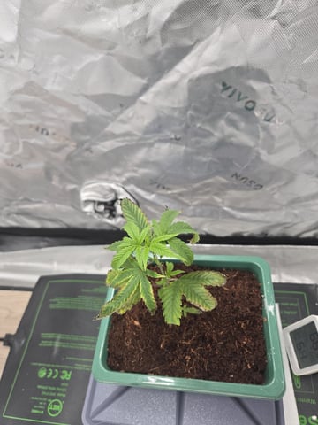 Funk Mtn (Mother) — seedling_rooting, day 7