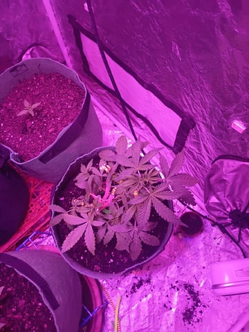 First autos  — vegetative, day 32